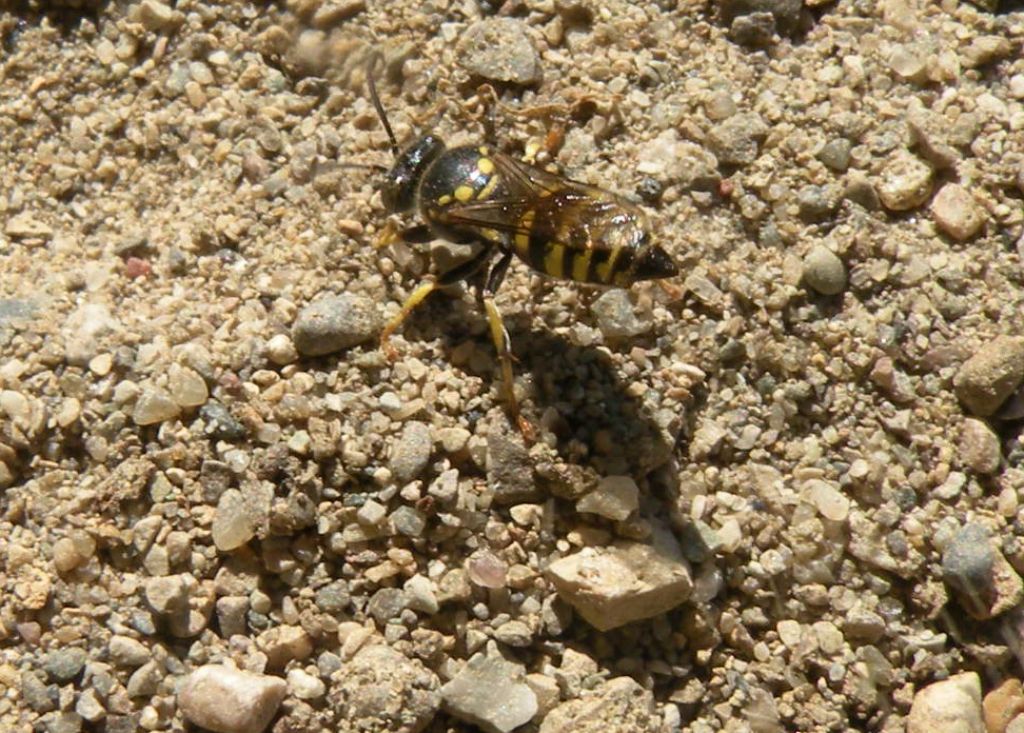 Piccolo imenottero scavatore